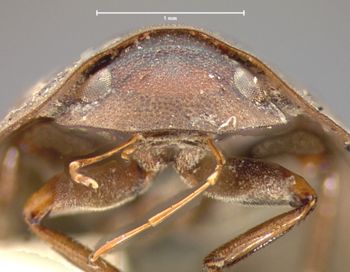 Media type: image;   Entomology 101 Aspect: head frontal view